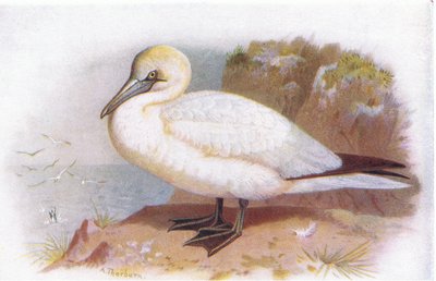 Gannet by Archibald Thorburn